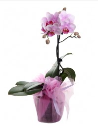 1 dal pembe orkide saks iei  Ankara kaliteli taze ve ucuz iekler 