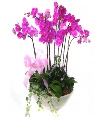 9 dal orkide saks iei  Ankara gvenli kaliteli hzl iek 