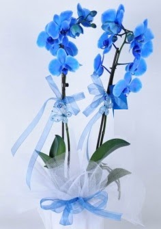 2 dall mavi orkide  Ankara internetten iek sat 