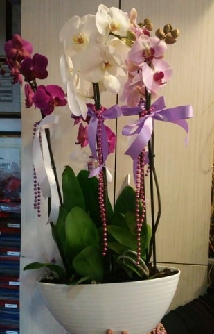 Mor ve beyaz ve pembe 6 dall orkide  Ankara ucuz iek gnder 